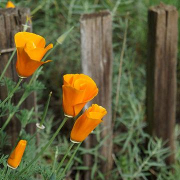 California Native Plant Garden