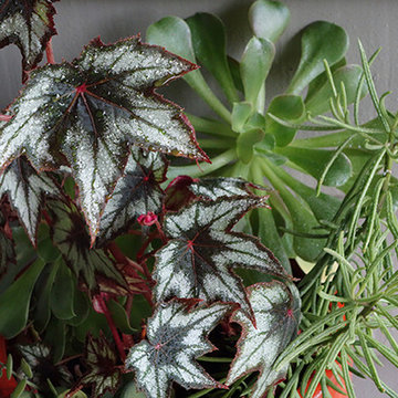 Succulents and Companion Plants