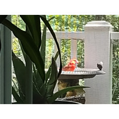 squiresjay