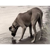 Diane Piciulo's photo