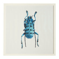 BEETLE WALL ART - LONGHORN BEETLE - Fine Art Prints