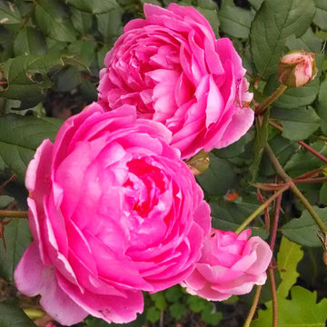 Plant Ideas & Colorful Combinations