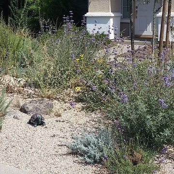 Pollinator garden with Cleveland sages