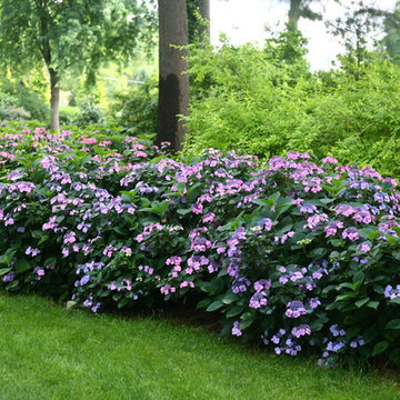 Tuff Stuff™ Mountain Hydrangea
