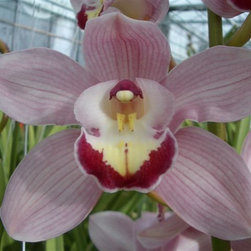 orchids - Products