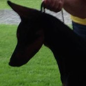 Lisa Smith Sangregorio's photo