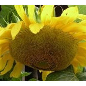 Jean Ball's photo