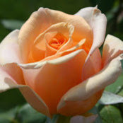 Jeanette Abad's photo