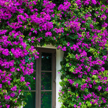 Landscaping— Courtyards