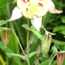 Things in my garden