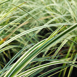 Featured Plants - Products