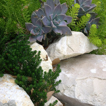 Miscellaneous Cacti & Succulent Landscapes by Rhinamic