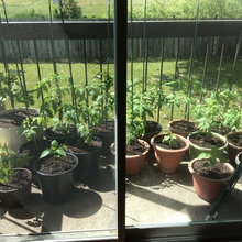 My Tomatoes