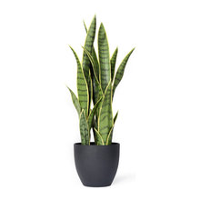 Faux plants