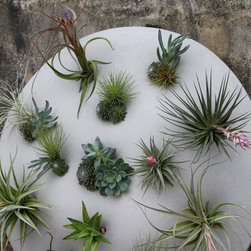 Custom Living Wall Sculpture - Area Rugs