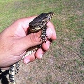Dfw Reptiles's photo