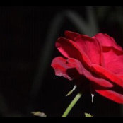 Foto von noura medawar