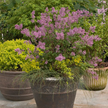 Bloomerang® Purple Lilac
