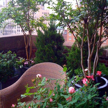 NYC Small Terrace: Roof Garden, Container Plants, Balcony, Roses, Trees, Pots