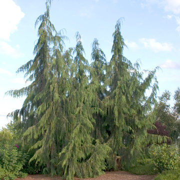 Weeping Nootka