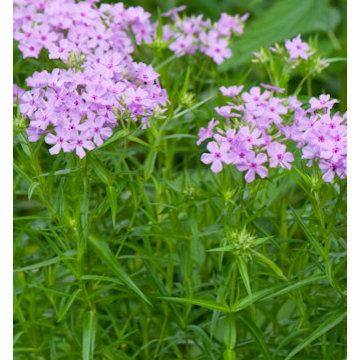 Prairie Phlox