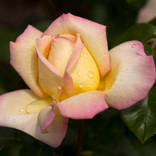 nancy_callaway's Ideas