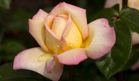 Houzz Quiz: Quale Fiore Dovresti Regalare?