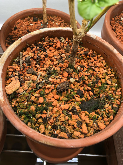 how to get rid of algea that grows on plant root and soil surface?