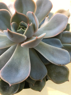white powder on my succulents? | Houzz Forum
