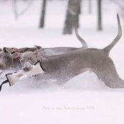 Olga Kapraru's photo