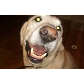 Shane Geres's photo