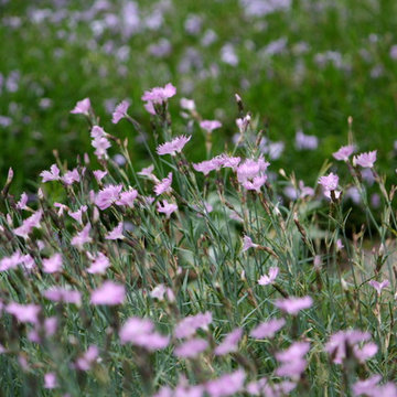 Favorite Spring Flowers