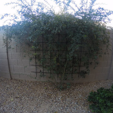 Plantings - 4 years