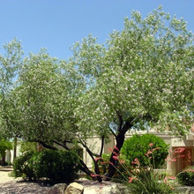 Patio Ideas
