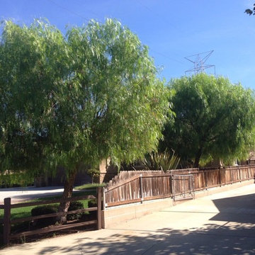 Our Tree Services