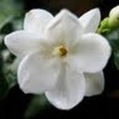 Jasmine Sripa's photo