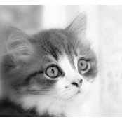 Karen Milloy's photo