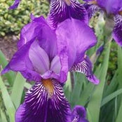 Sharon Burmania's photo