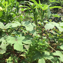 Garden Landscaping