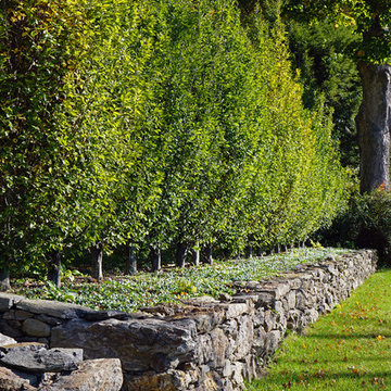 Stone Wall and Hedge
