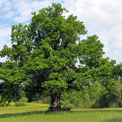 Oak Tree - Products