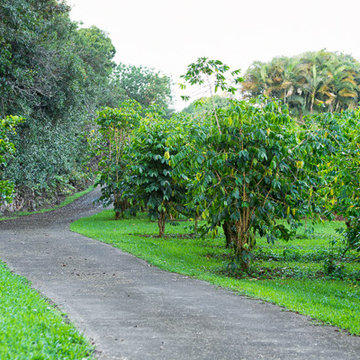 Hale Mele Coffee Farm Estate
