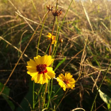 prairie windbreak establishment