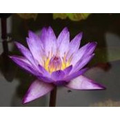 Michele Phillips-Jensen's photo