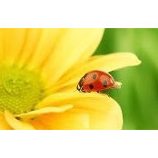 Janine Icaza Espinal's photo