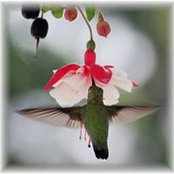 Foto von Lori Graber
