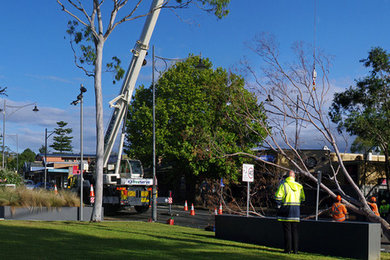 Caboolture Tree Removal Redcliffe