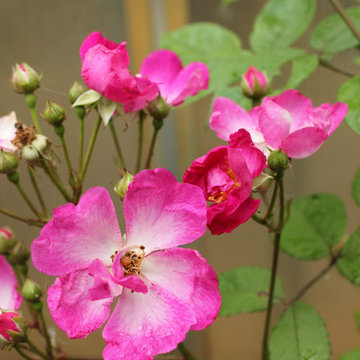 Oso Happy® Smoothie Landscape Rose