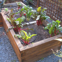 Veggie Garden