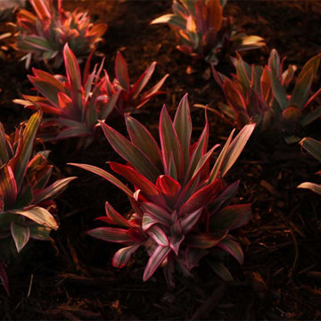 Prue Landscape Design & Outdoor Lighting Package